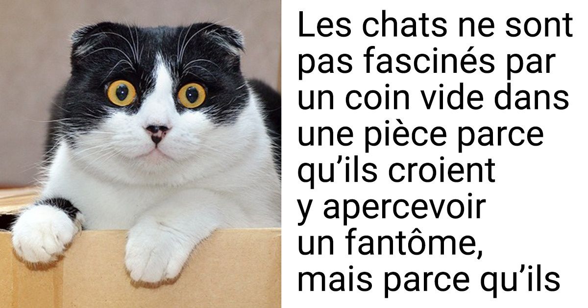 Faits Sur Les Chats Qui Nous D Voilent La Face Cach E De Ces