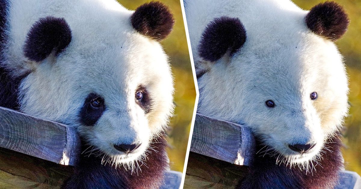 Imaginons à quoi ressembleraient ces 20 animaux sans leurs caractéristiques distinctives