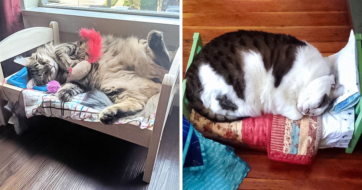 20 Chats qui ont décidé de s’approprier des lits de poupées