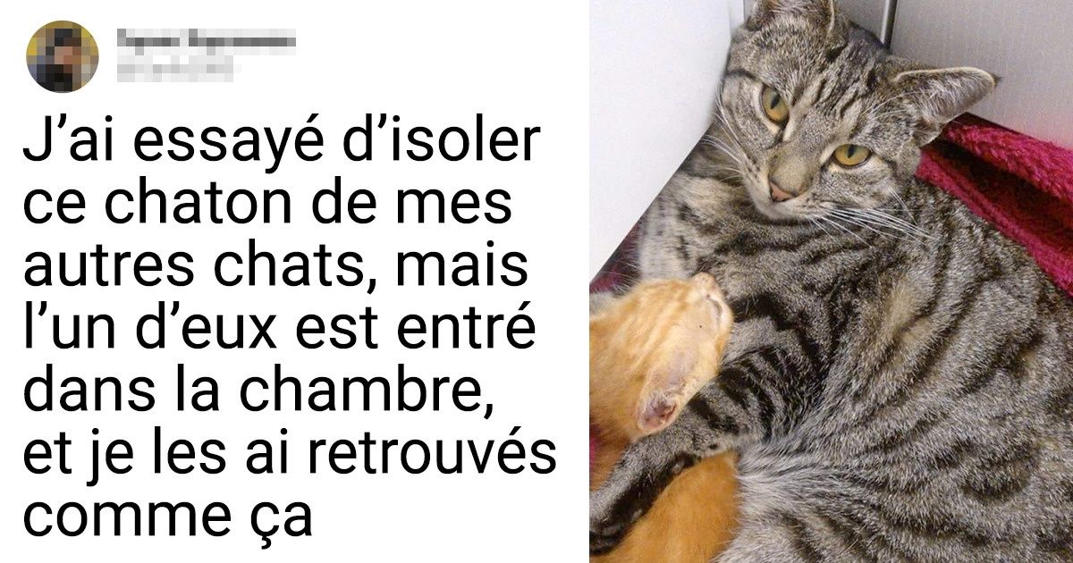 18 Internautes montrent les liens entretenus par leurs animaux de compagnie
