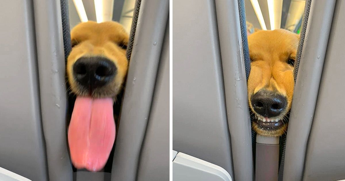 Un chien s’ennuyait pendant un long vol et a commencé à amuser ses voisins. C’est exactement ce qu’il te faut pour survivre à une longue journée de travail