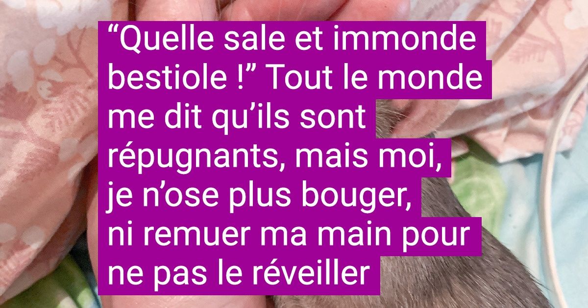 19 Petits animaux qu’on aimerait câliner, chouchouter et prendre en photo sous tous les angles