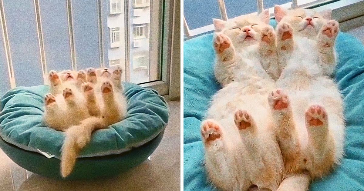 20 Animaux en train de dormir de manière beaucoup trop mignonne pour ne pas les prendre en photo