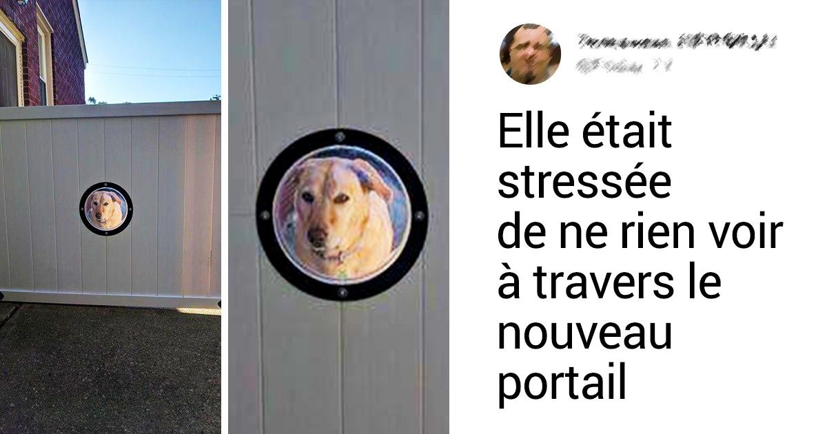 20+ Animaux de compagnie dont les maîtres sont prêts à tout 20+ Animaux de compagnie dont les maîtres sont prêts à tout