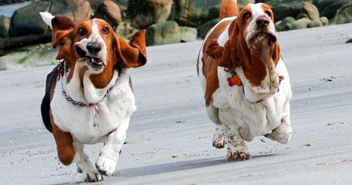 20+ photos de bassets hound qui vont te rendre fou amoureux de ces chiens adorables ! 20+ photos de bassets hound qui vont te rendre fou amoureux de ces chiens adorables !