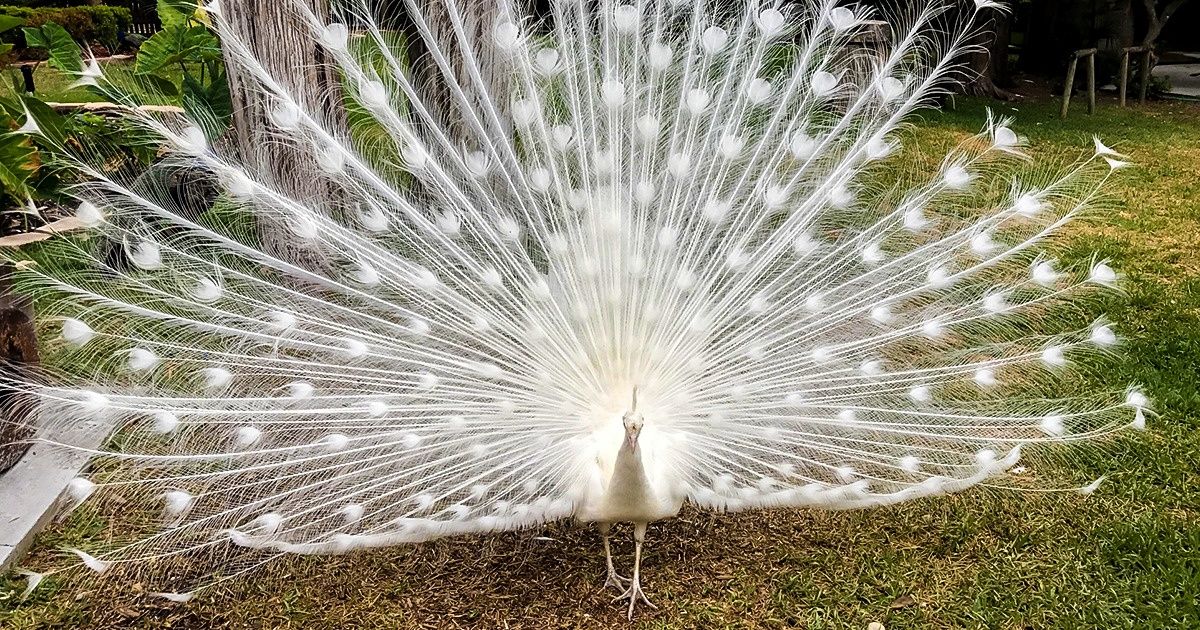 25 Animaux albinos pour lesquels la nature n’avait pas assez de couleurs