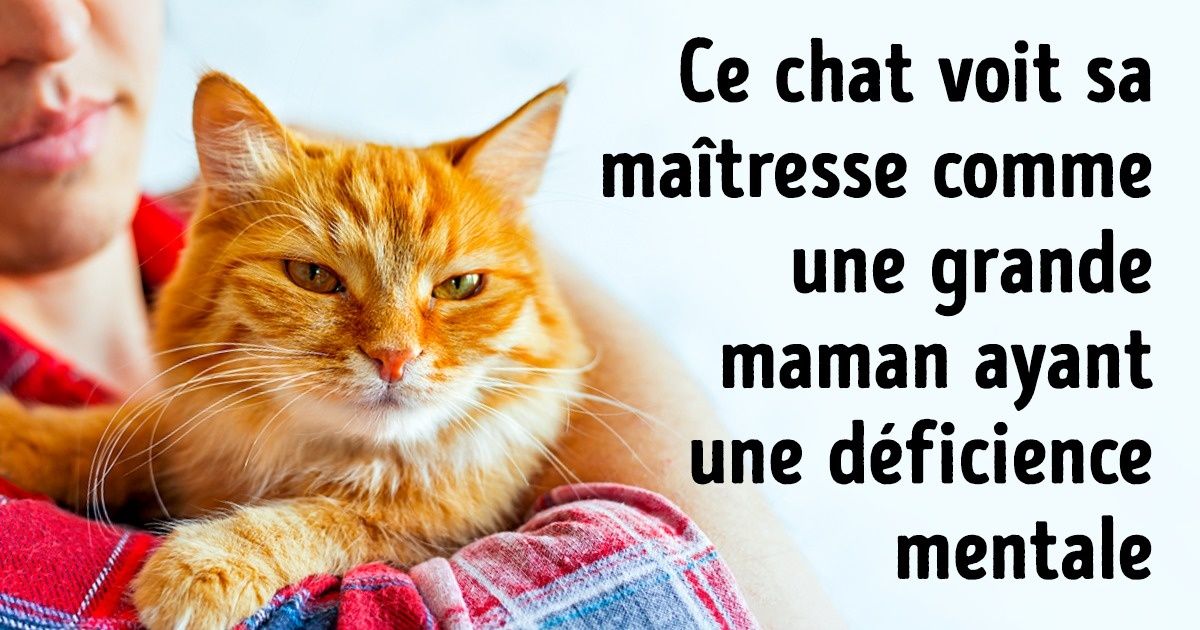 Ces 11 explications scientifiques démontrent les raisons pour lesquelles nous vivons sous l’emprise de nos chats, et non le contraire