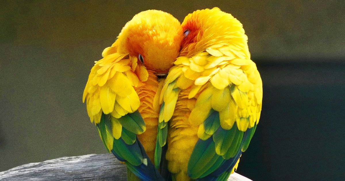 7 Animaux qui restent avec leur partenaire pour toute la vie 7 Animaux qui restent avec leur partenaire pour toute la vie