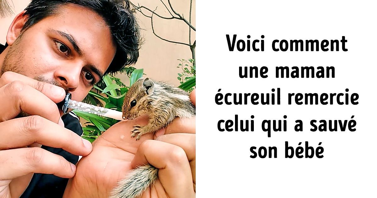 Une maman écureuil a remercié un jeune homme d’avoir sauvé son bébé de la manière la plus tendre qui soit Une maman écureuil a remercié un jeune homme d’avoir sauvé son bébé de la manière la plus tendre qui soit