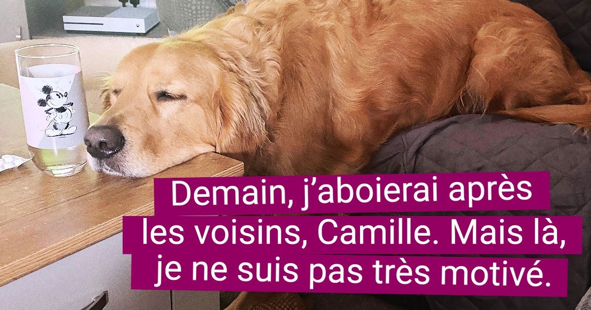 19 Photos de chiens qui méritent une bonne légende