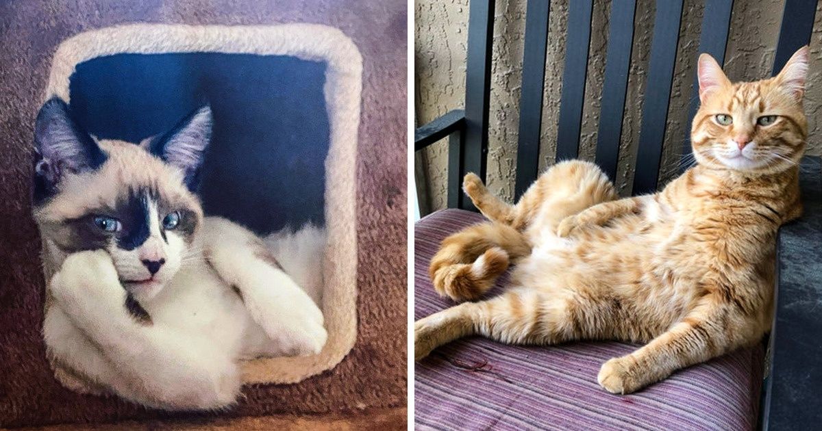 24 Chats qui savent prendre la pose devant l’objectif
