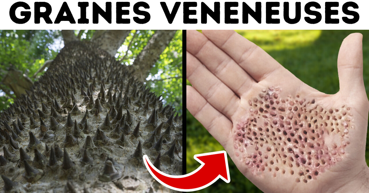 Tu ferais mieux de rester éloigné de cet arbre Tu ferais mieux de rester éloigné de cet arbre