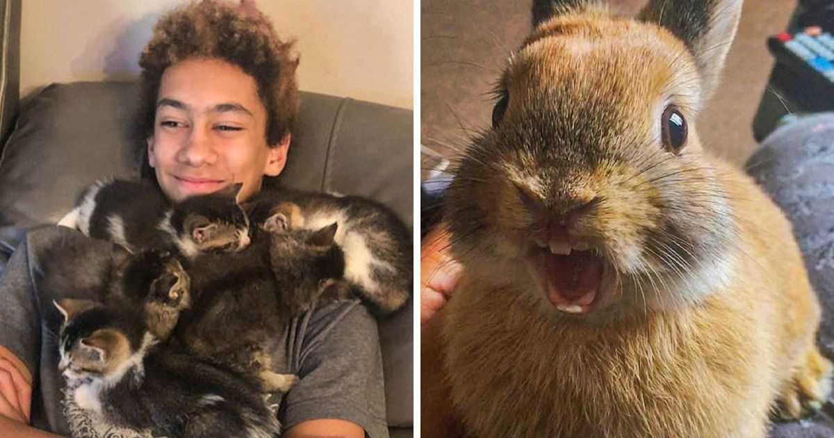 19 Animaux qui peuvent te remonter le moral comme personne