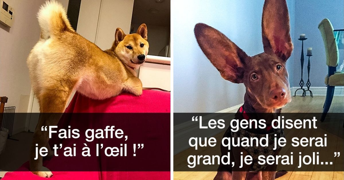 Les snapchats de ces chiens sont tellement hilarants que nous étions obligés de les partager