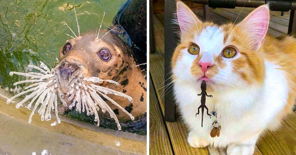 21 Animaux qui te feront plus rire que le meilleur des comiques