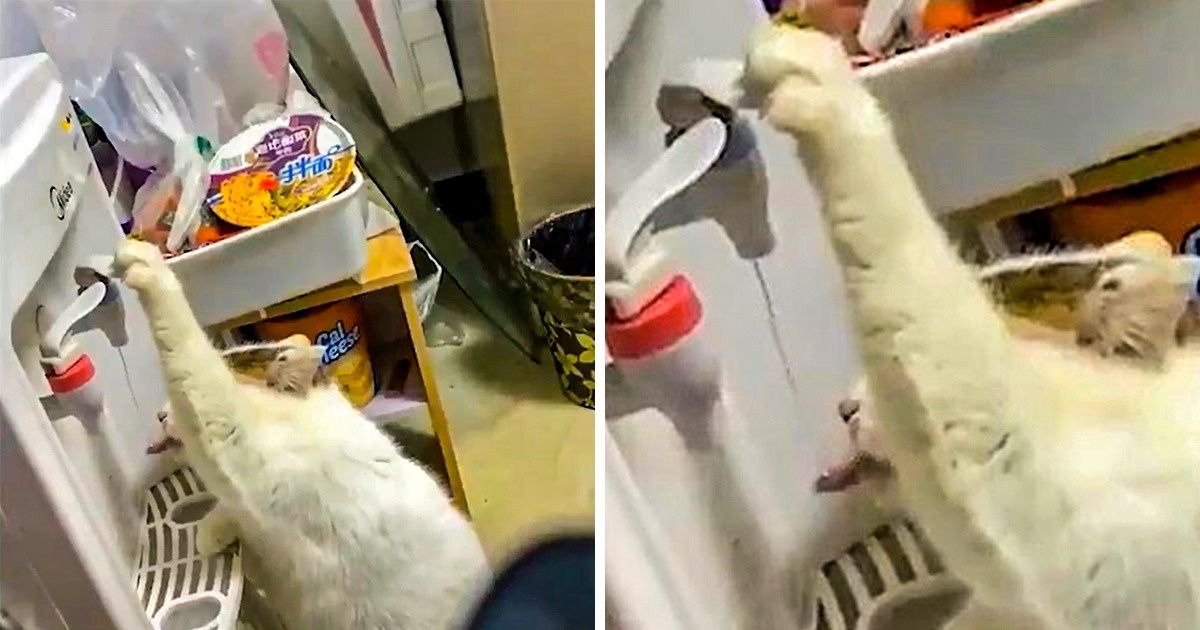 18 Chats dont le raisonnement a beaucoup évolué 18 Chats dont le raisonnement a beaucoup évolué