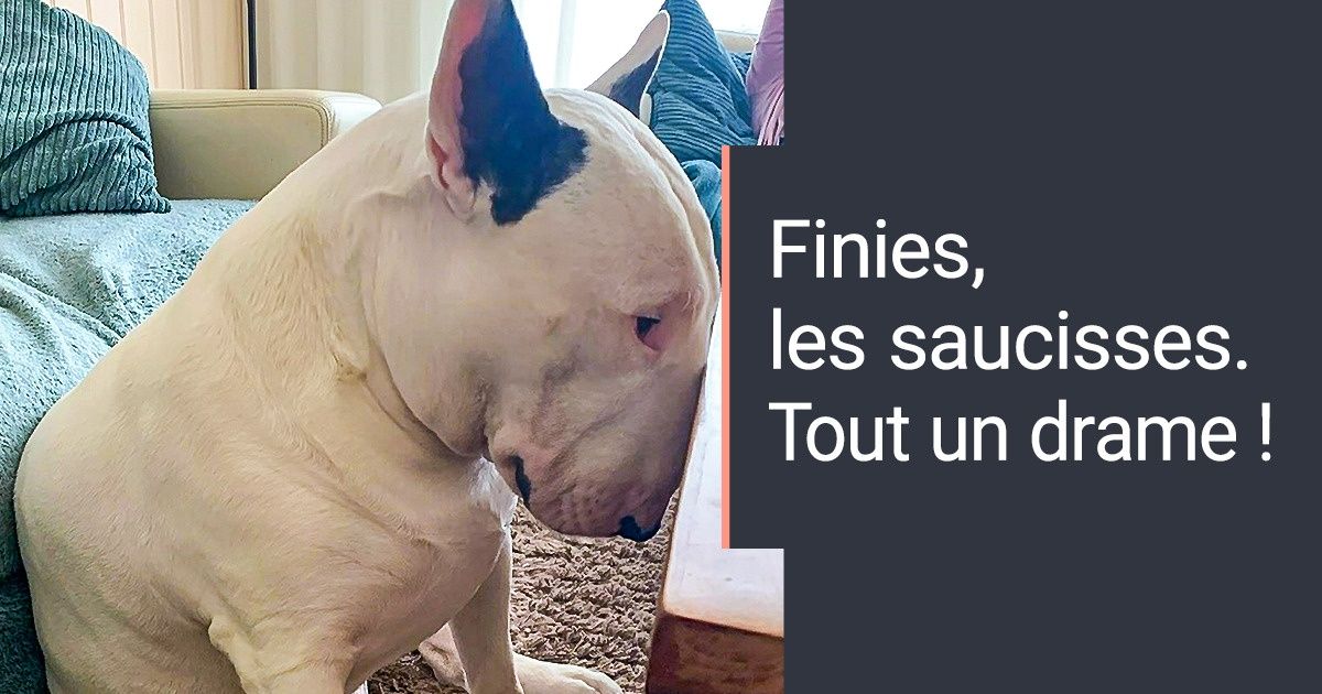 30 Photos qui prouvent que les bull terriers ne sont pas comme on nous les a toujours décrits