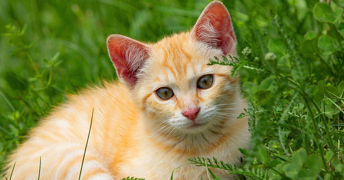 Voici pourquoi il ne faut plus laisser les chats sortir de la maison Voici pourquoi il ne faut plus laisser les chats sortir de la maison
