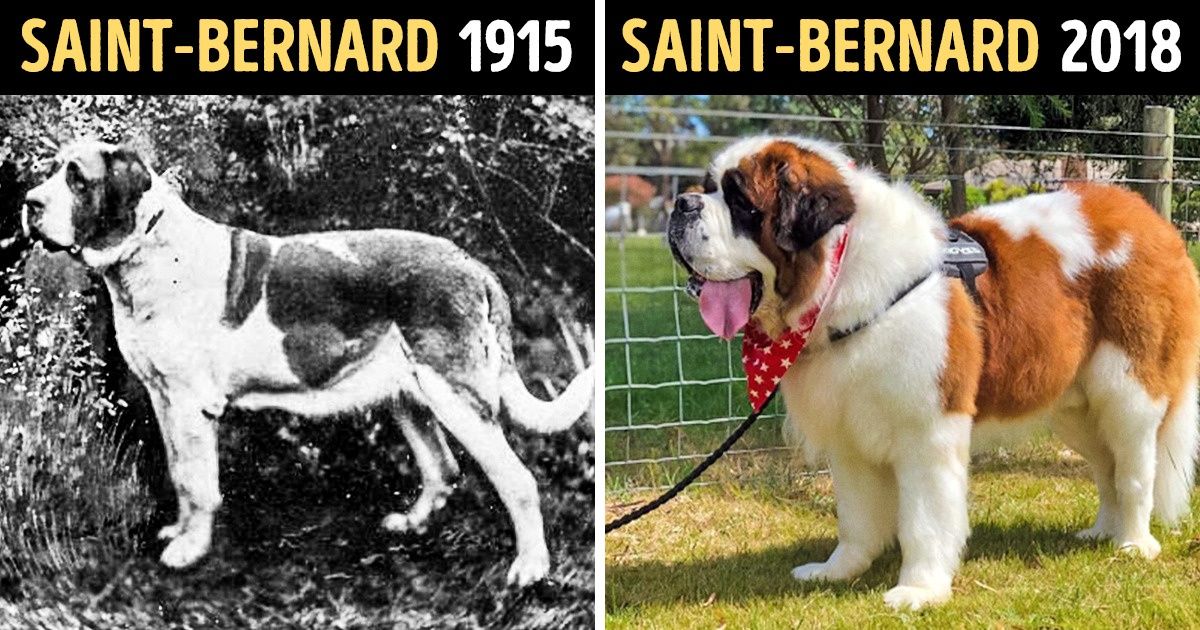 Comment les races canines populaires ont évolué au fil du temps