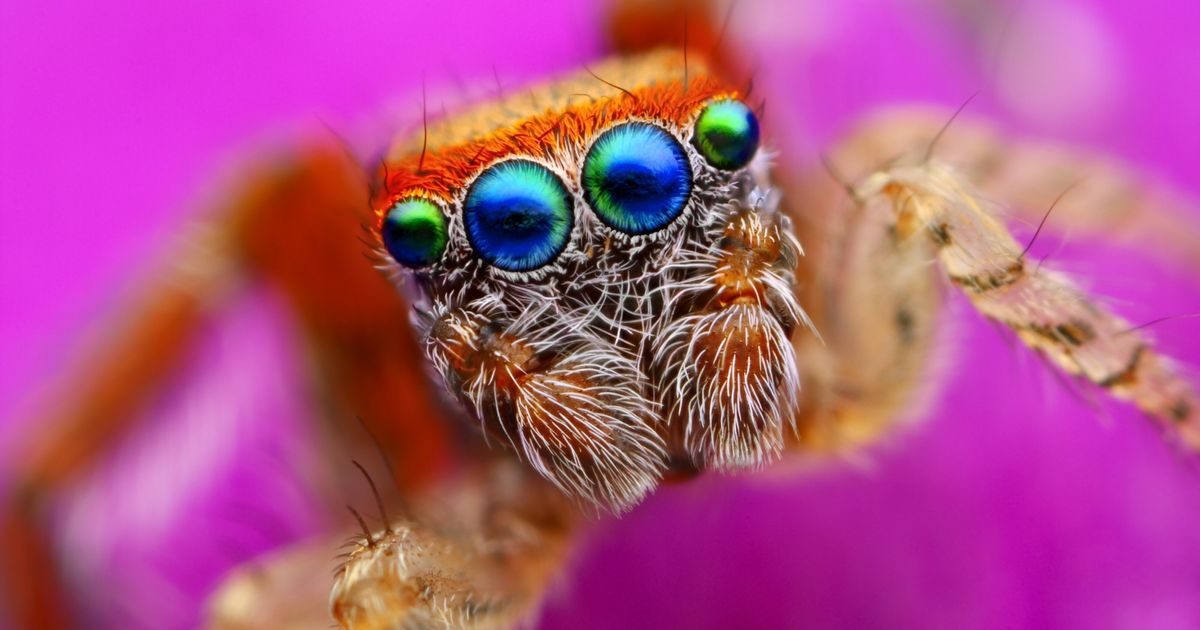 20 Macro photos montrant notre univers beaucoup plus coloré que nous ne le pensions