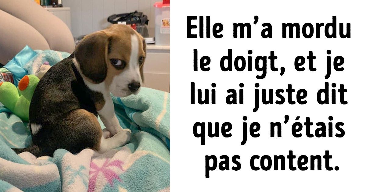 32 Photos prouvant que l’amour a quatre petites pattes et de la fourrure