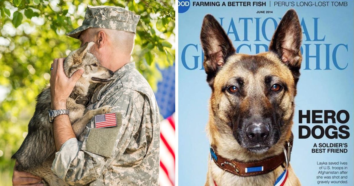 Cette chienne a risqué sa vie pour sauver ses compagnons d’armes en Afghanistan Cette chienne a risqué sa vie pour sauver ses compagnons d’armes en Afghanistan