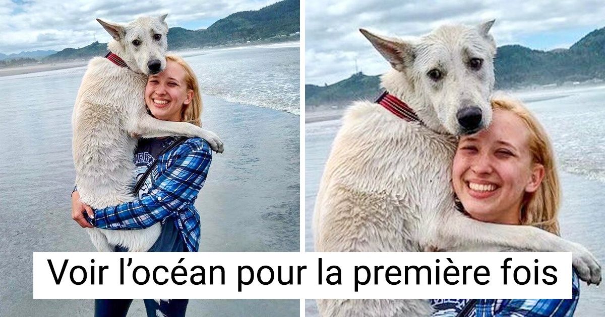 20 Animaux ont tenté de nouvelles expériences, et les émotions qu’ils ont ressenties nous ont fait craquer