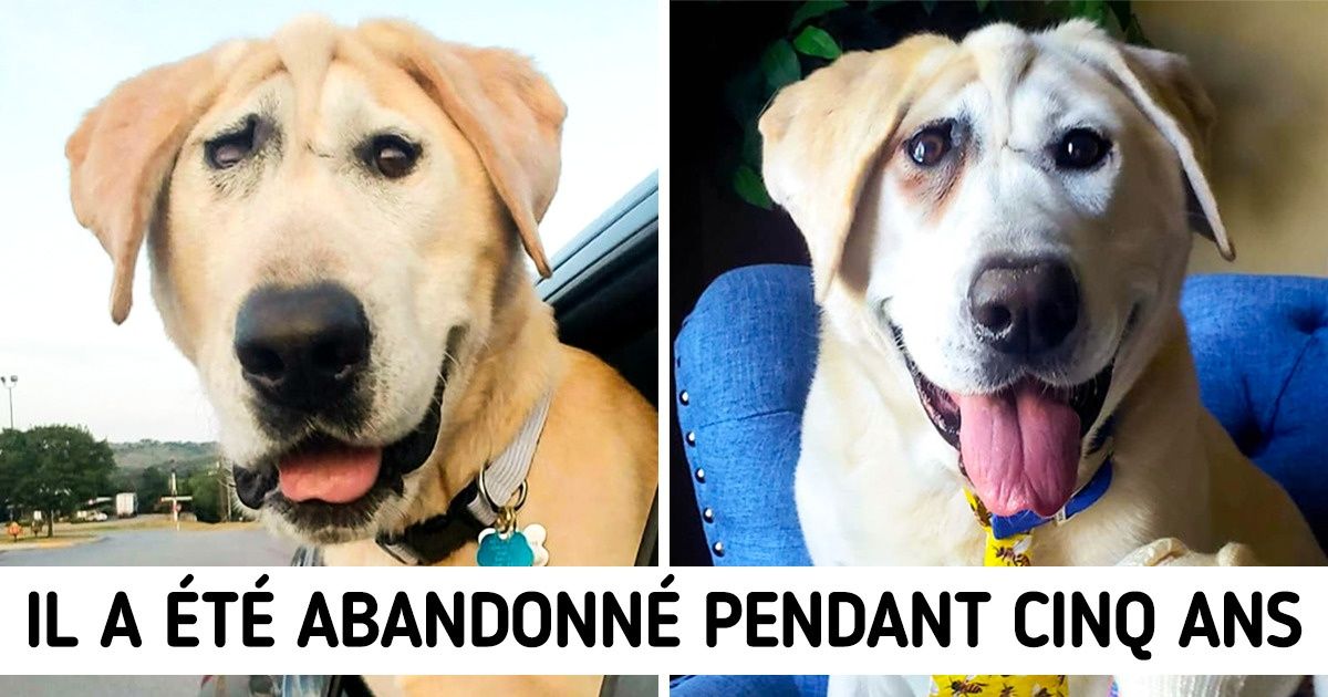 Après avoir été abandonné deux fois à cause de son apparence, ce chien au visage déformé a enfin reçu l’amour qu’il mérite