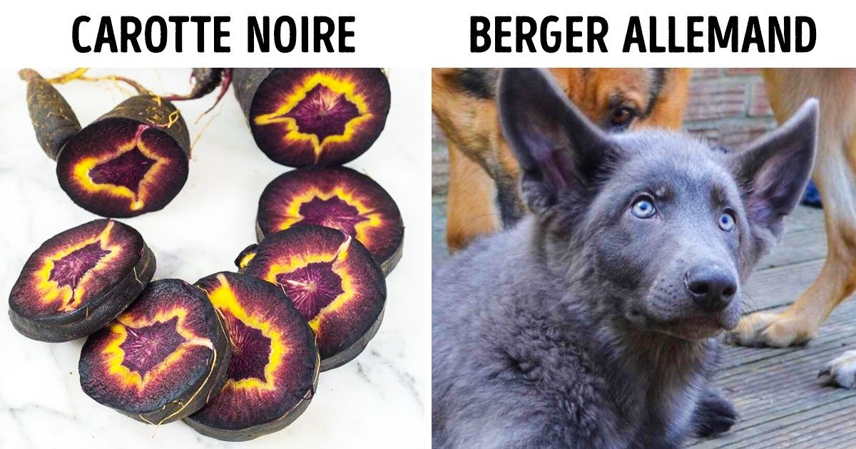 18 Animaux et objets qui se distinguent des autres par leur apparence unique