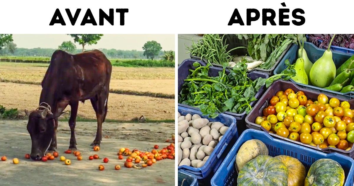 Une initiative aide à réduire les pertes de fruits et de légumes au Bangladesh Une initiative aide à réduire les pertes de fruits et de légumes au Bangladesh