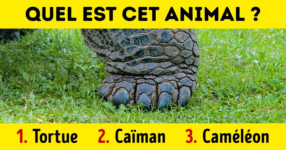 Test : identifie l’animal qui se trouve sur chaque photo Test : identifie l’animal qui se trouve sur chaque photo
