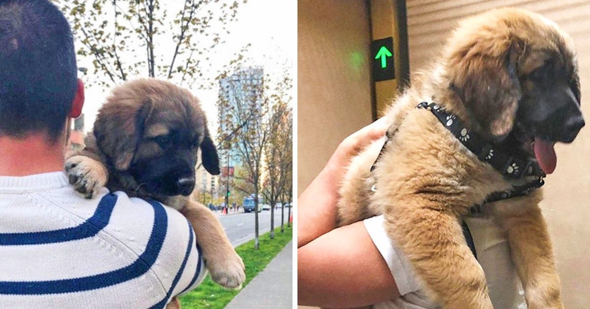 25 Petits chiots qui ont grandi et qui sont devenus des géants, mais qui se sentent encore bébés à l’intérieur