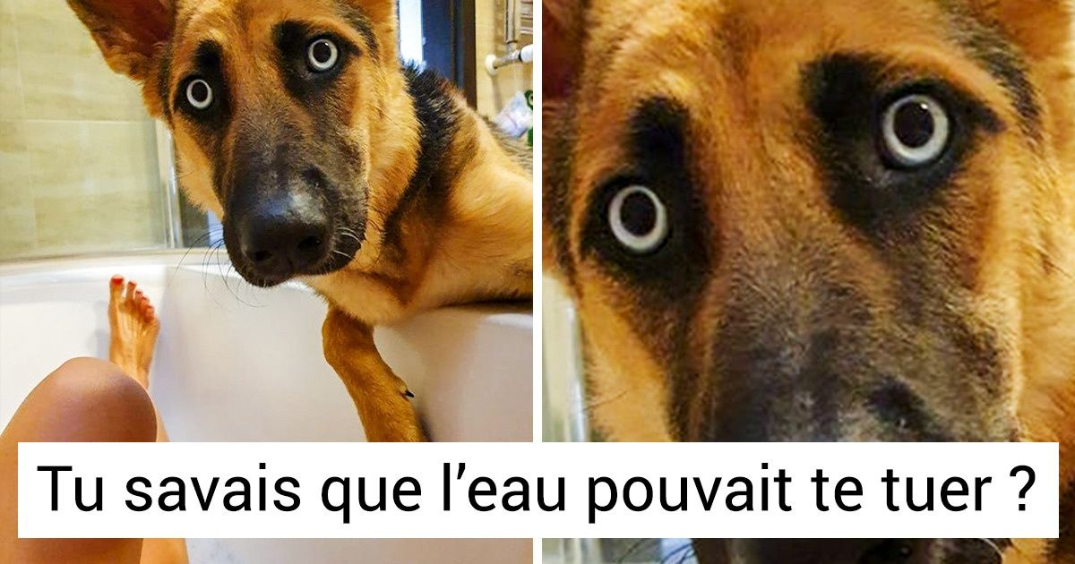 20 Photos tordantes qui expliquent parfaitement ce que c’est que d’avoir un animal de compagnie