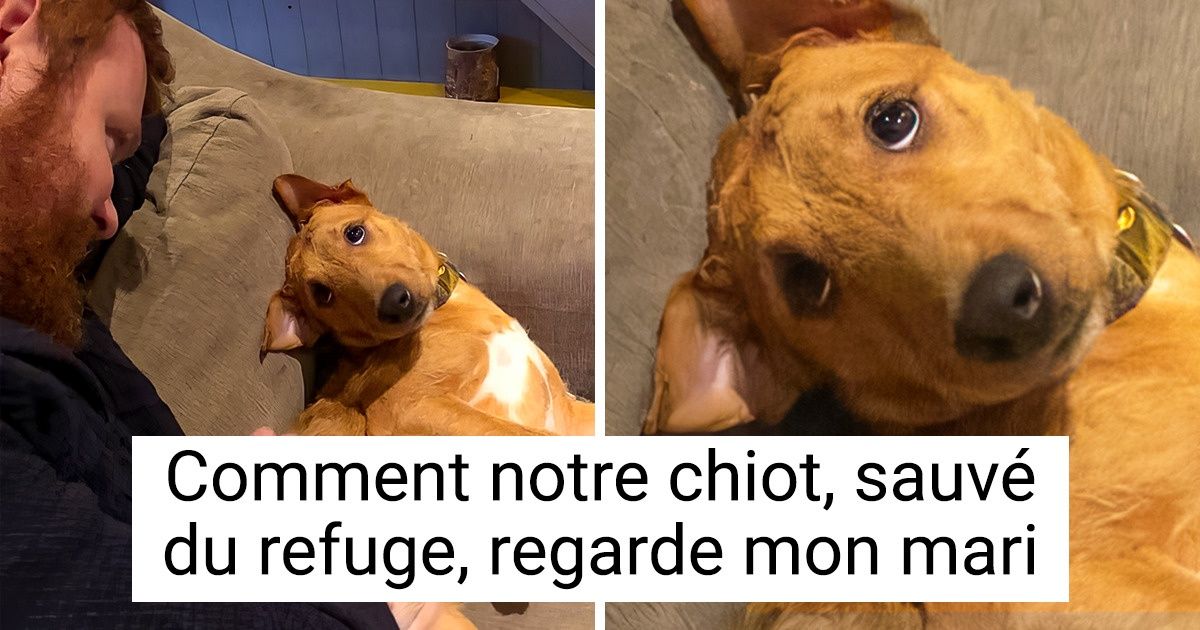 20+ Animaux qui veulent être meilleurs potes avec leurs humains comme Shaggy et Scooby-Doo
