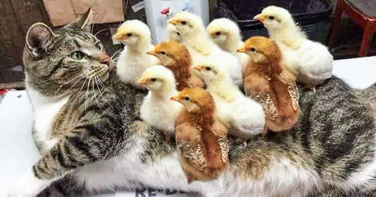 Ces 15 amitiés inhabituelles et absolument adorables ont été capturées par l’appareil photo