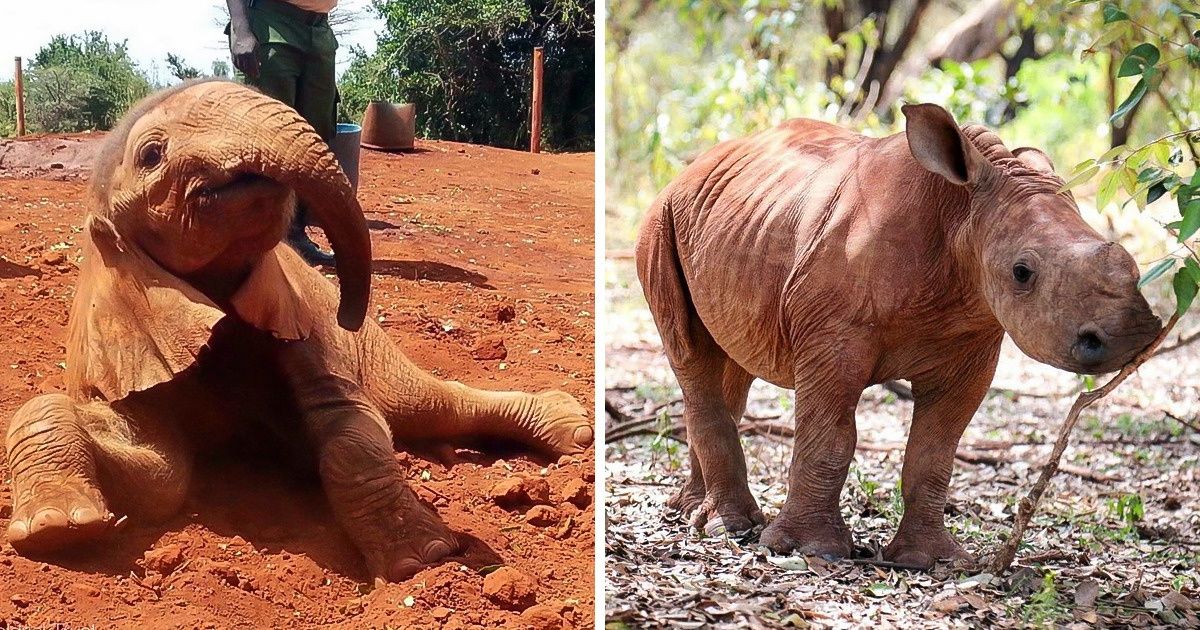 Au Kenya, des éléphants, des girafes, et des rhinocéros orphelins sont sauvés, et il est possible de parrainer un animal pour l’aider à grandir Au Kenya, des éléphants, des girafes, et des rhinocéros orphelins sont sauvés, et il est possible de parrainer un animal pour l’aider à grandir