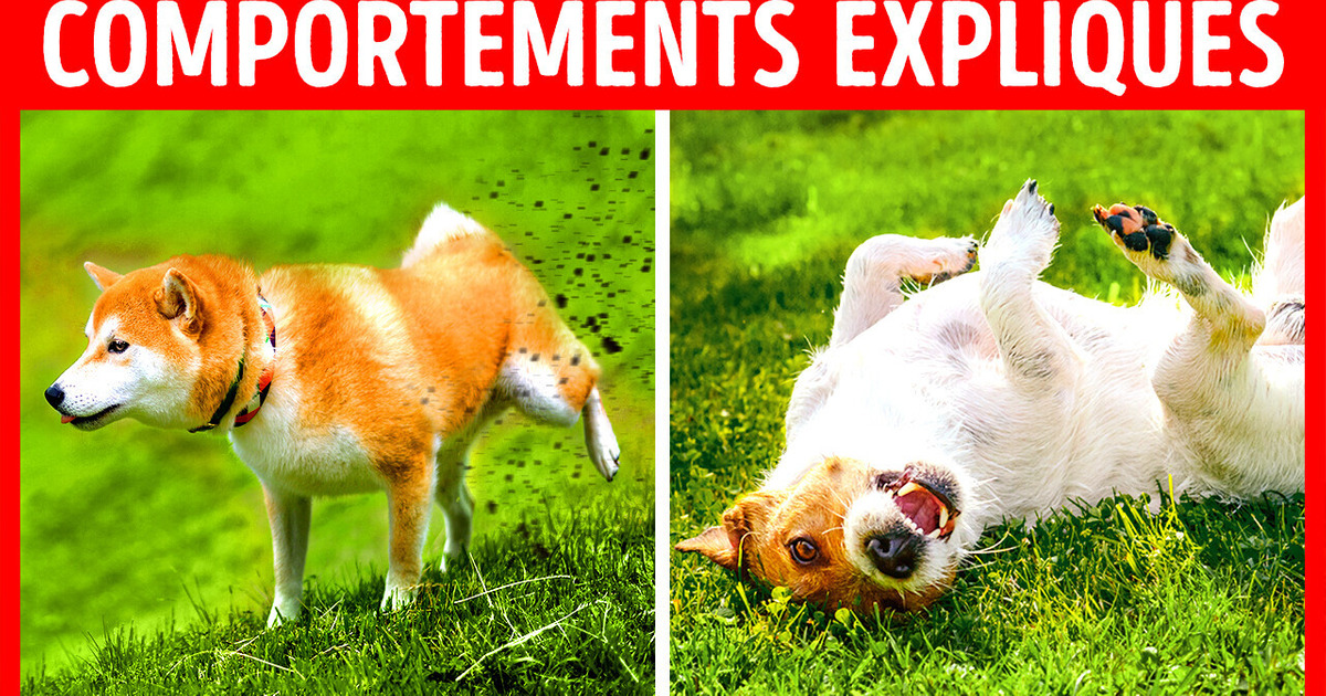 Pourquoi les Chiens Lèchent-ils les Meubles et 9 Autres Choses Étranges qu’ils Font