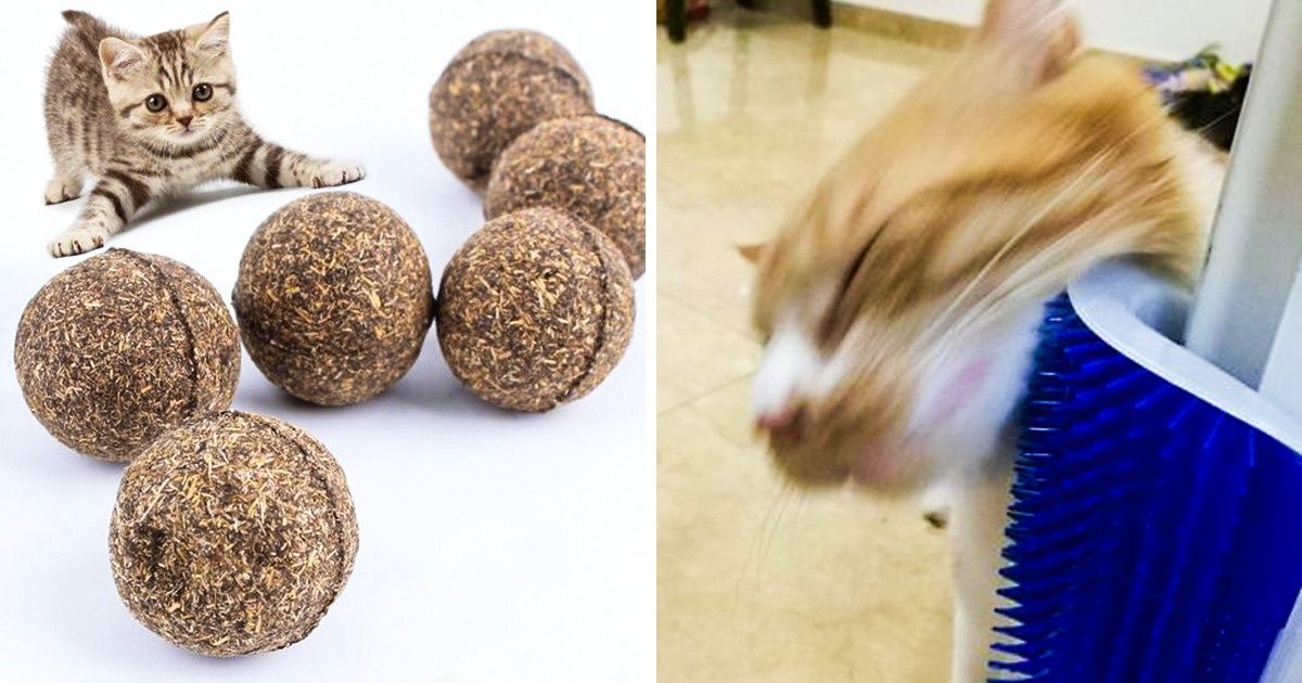 17 Articles économiques et très utiles d’AliExpress pour lesquels ton animal de compagnie te remerciera