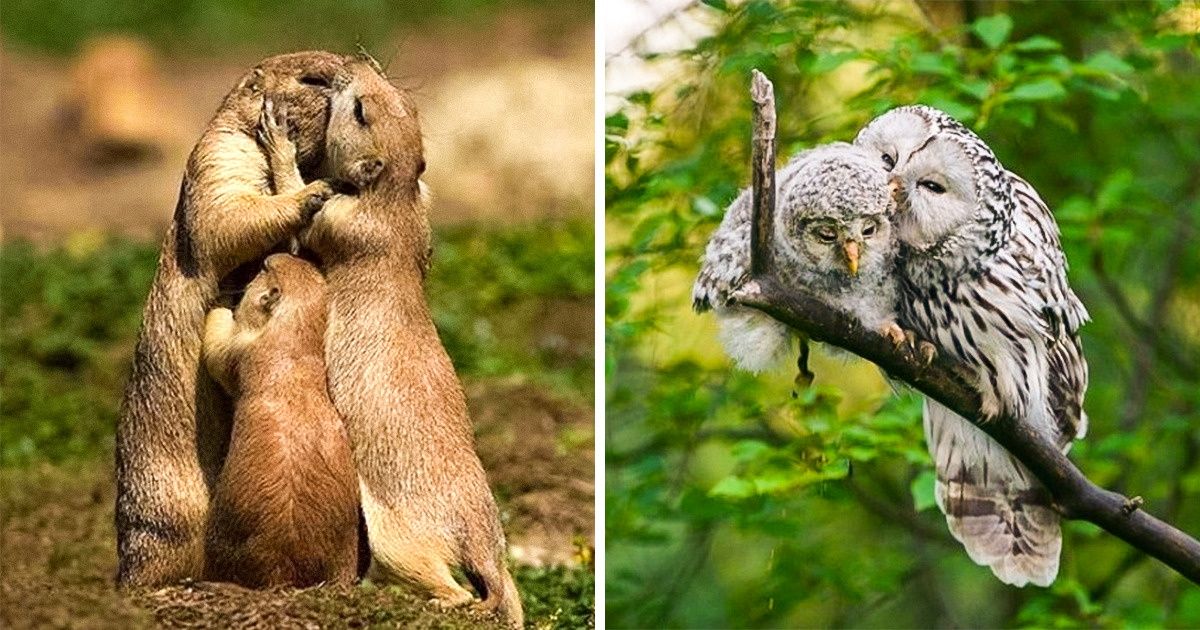 19 Animaux amoureux qui feront fondre même un cœur de pierre (Nouvelles photos !) 19 Animaux amoureux qui feront fondre même un cœur de pierre (Nouvelles photos !)