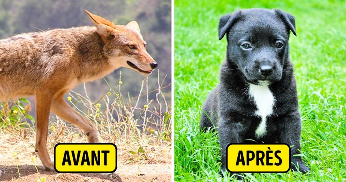 Découvre à quel point l’Homme a changé les plantes et les animaux