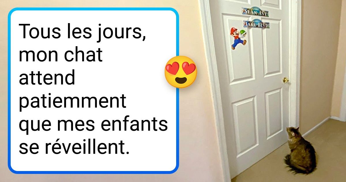 20 Photos qui montrent que nos animaux, comme nous, ont leurs manies et leurs habitudes matinales
