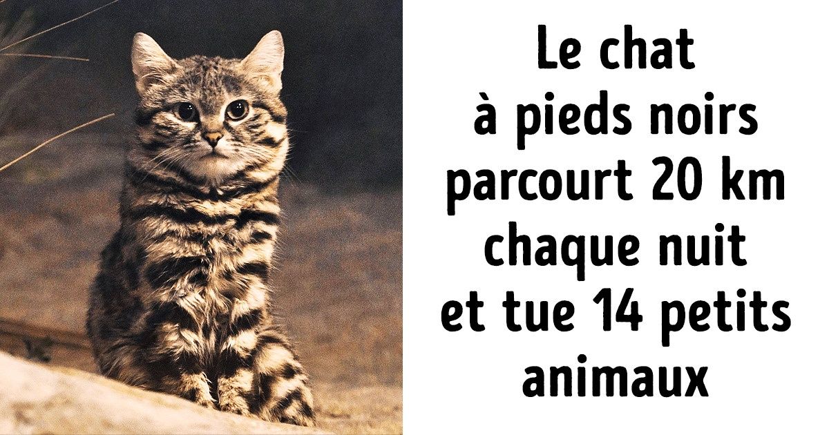 10 Animaux adorables dont on devrait se méfier davantage