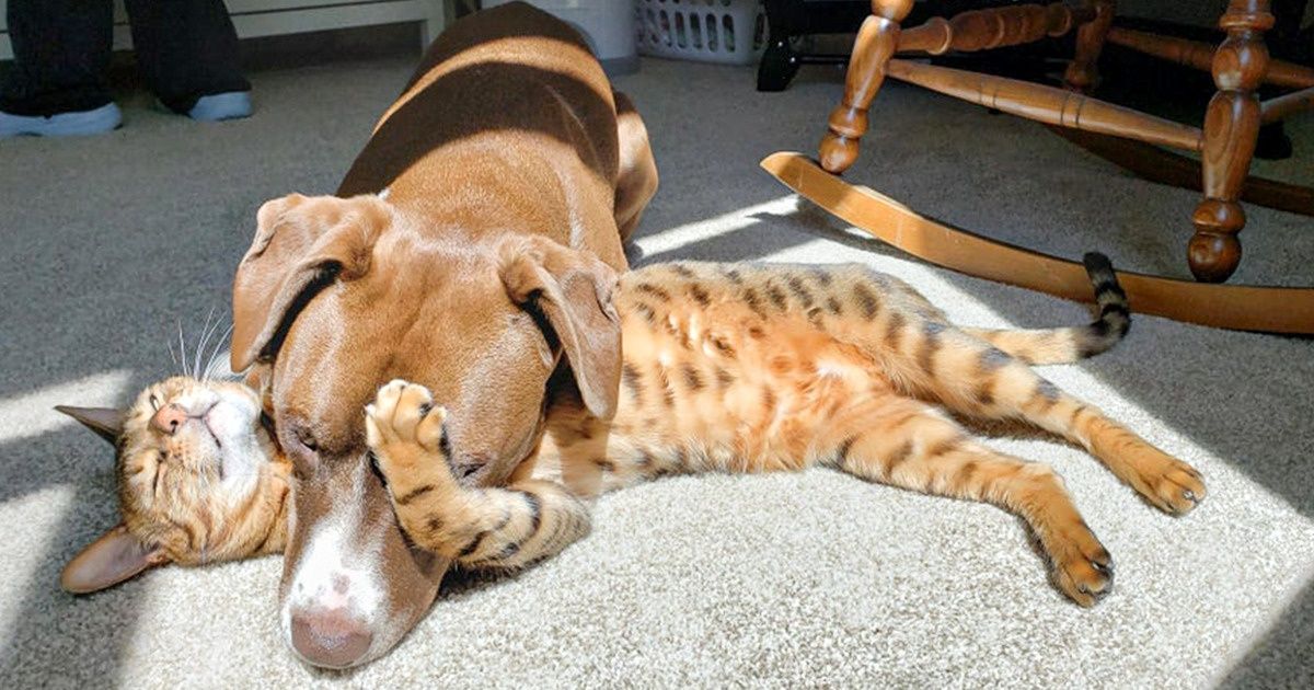20+ Animaux de compagnie qui adorent prendre le soleil