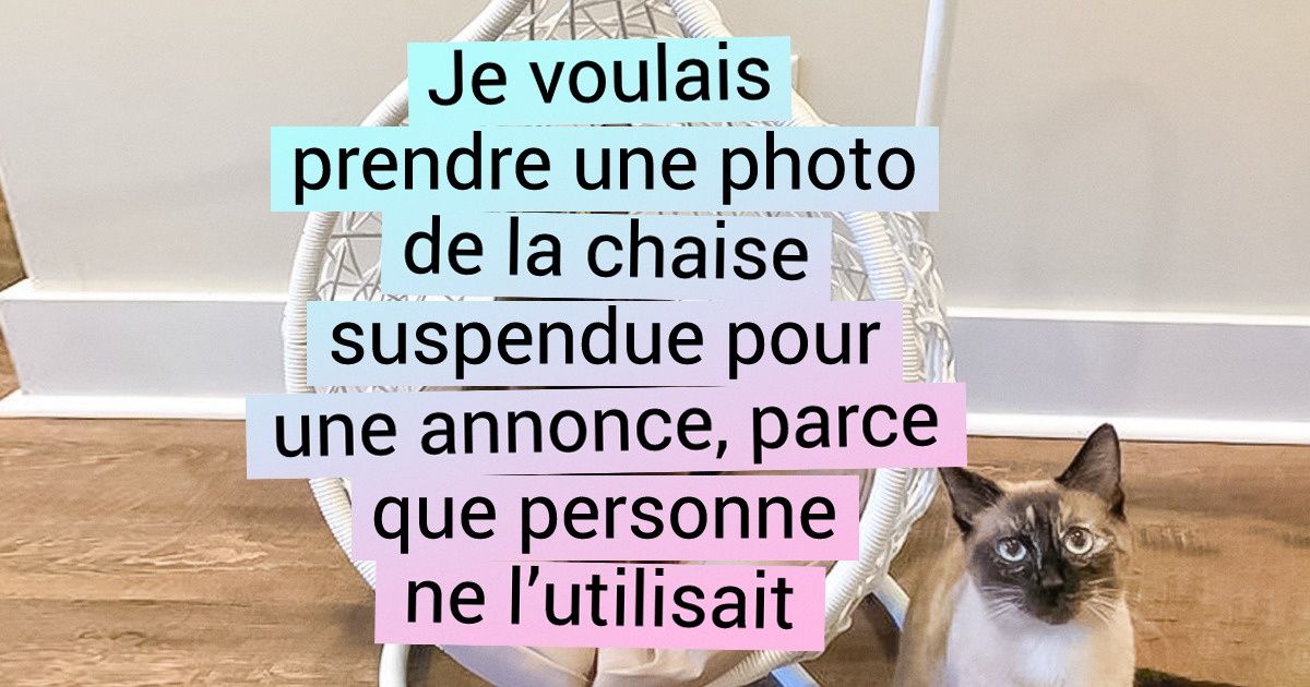 15+ Conspirations de chats qui ne lâchent jamais prise