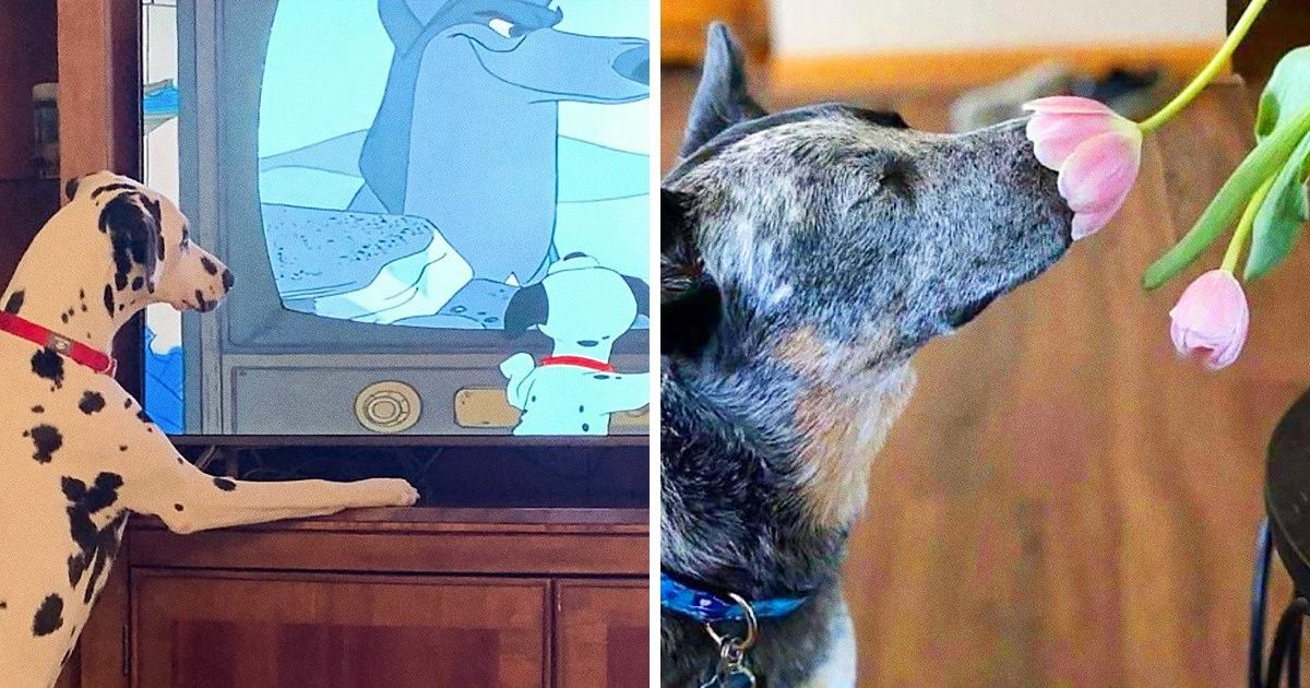 20+ Photos amusantes de chiens qui ont été capturées dans des situations particulières