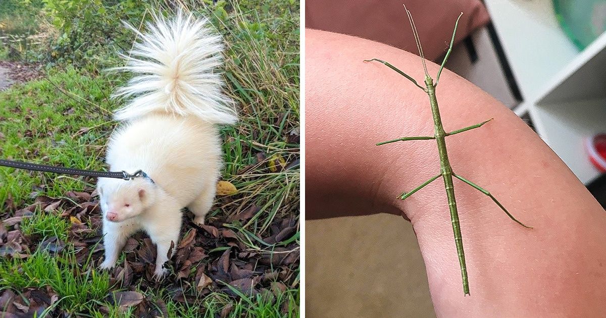 20+ Personnes qui ont un animal de compagnie autre qu’un chien ou un chat