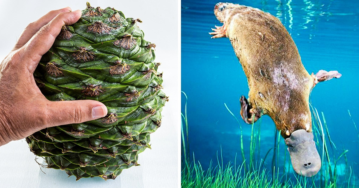 9 Choses dans la nature qui semblent inoffensives mais qu’il vaut mieux éviter de croiser