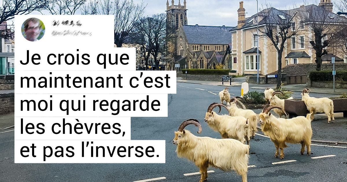 Des chèvres ont “envahi” un village gallois à la grande surprise de tous ses habitants