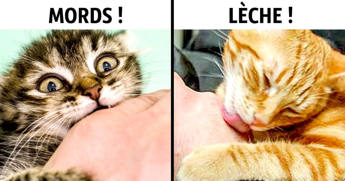 Avec ces 13 attitudes, ton chat te montrera qu’il est fou de toi