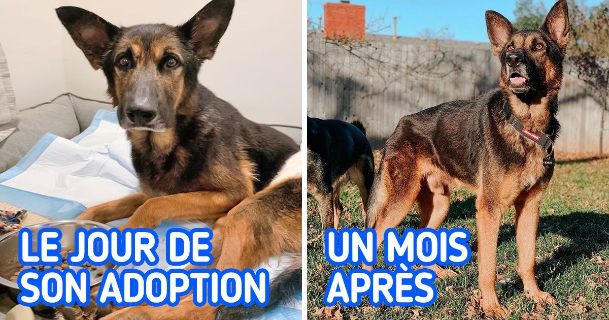 Un chien qui allait être sacrifié parce qu’il ne pouvait pas marcher a été adopté par un couple qui a réussi à le remettre sur pied